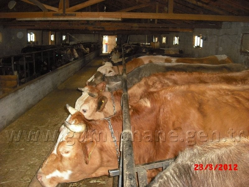 Torul HES’e karşı 14