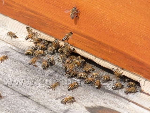 Torul HES’e karşı 15