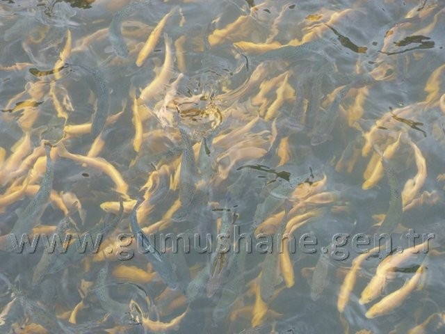 Torul HES’e karşı 17