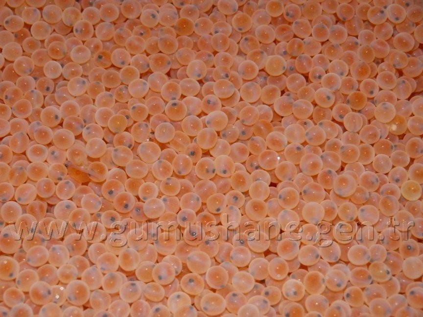 Torul HES’e karşı 18