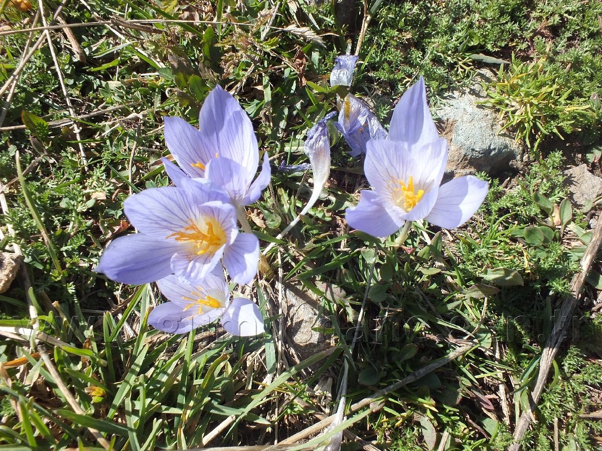 Torul HES’e karşı 21