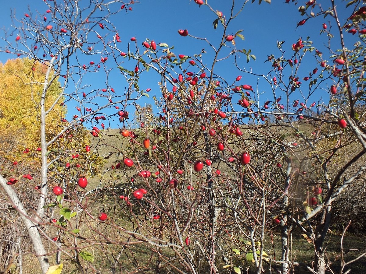 Torul HES’e karşı 22