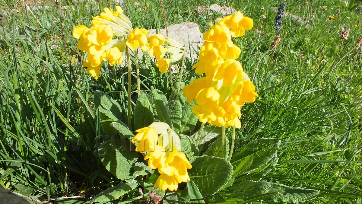 Torul HES’e karşı 23