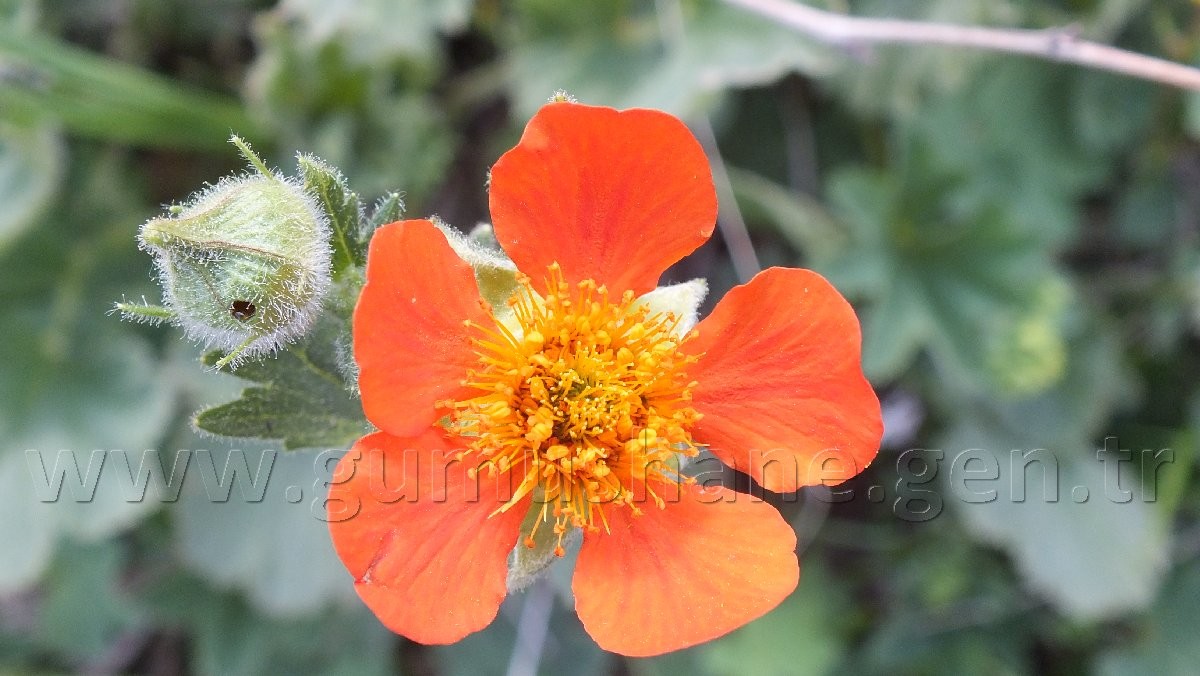 Torul HES’e karşı 24