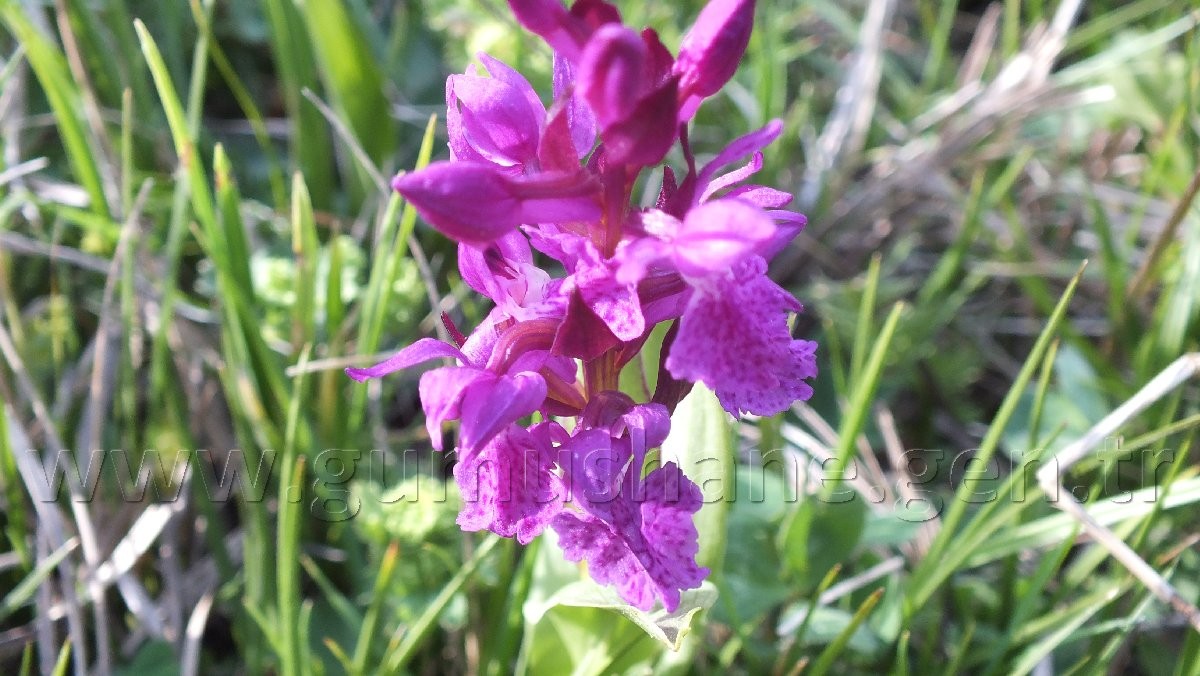 Torul HES’e karşı 25