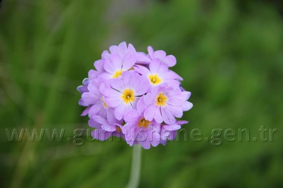 Torul HES’e karşı 27