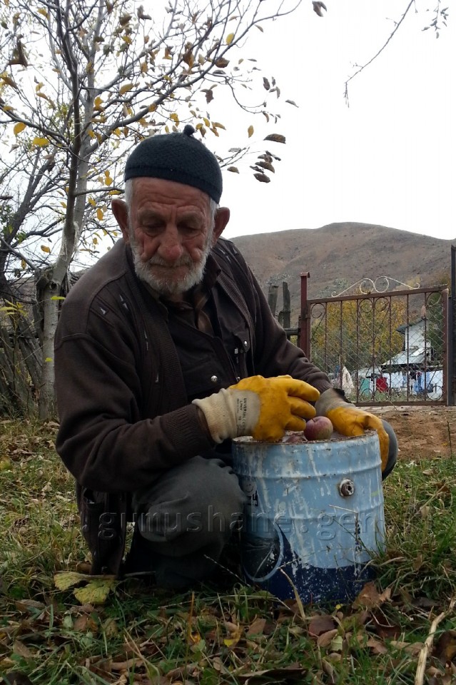 Gümüşhane'de Elma Hasadı Başladı 3