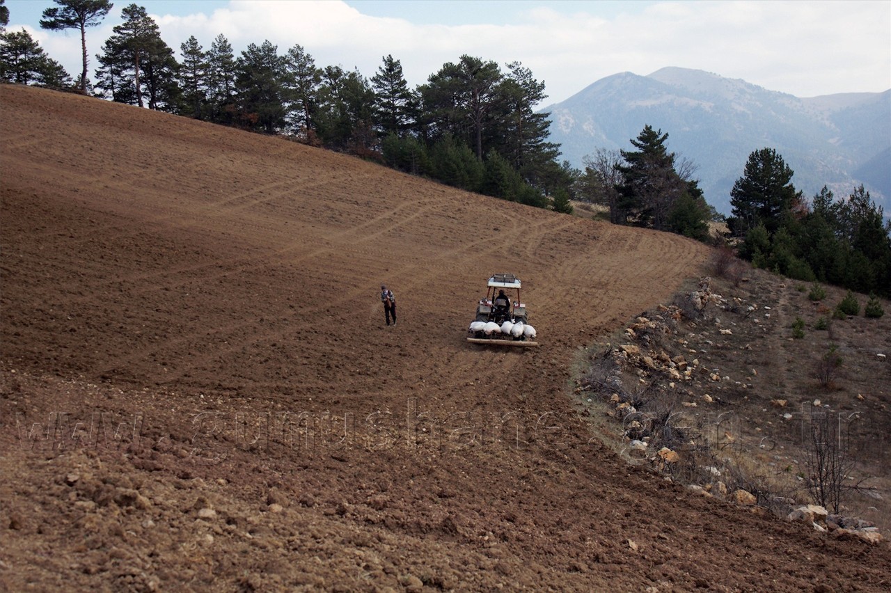 Gümüşhane'de Keklik Popülasyonu Artıyor 3