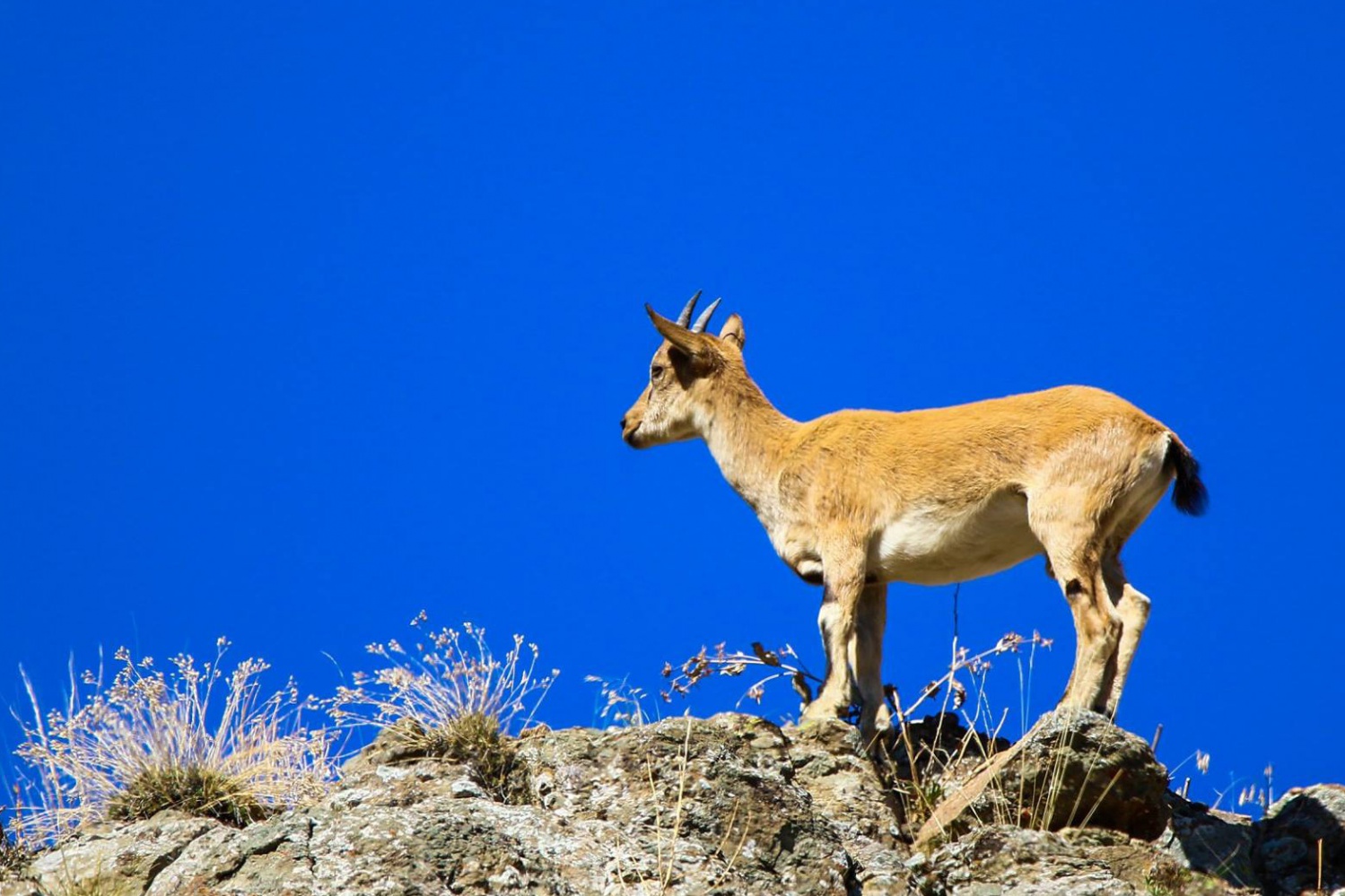 Gümüşhane dağlarının süsü olan Yaban Keçileri bu yıl ikiz yavruladı 1
