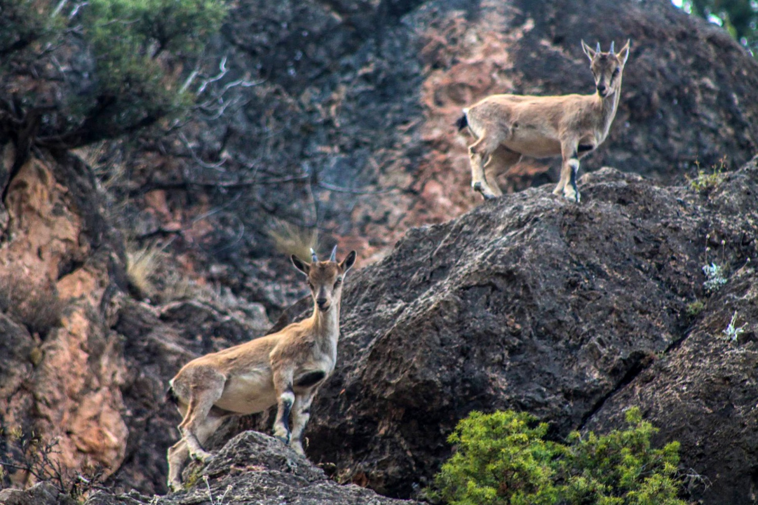 Gümüşhane dağlarının süsü olan Yaban Keçileri bu yıl ikiz yavruladı 3