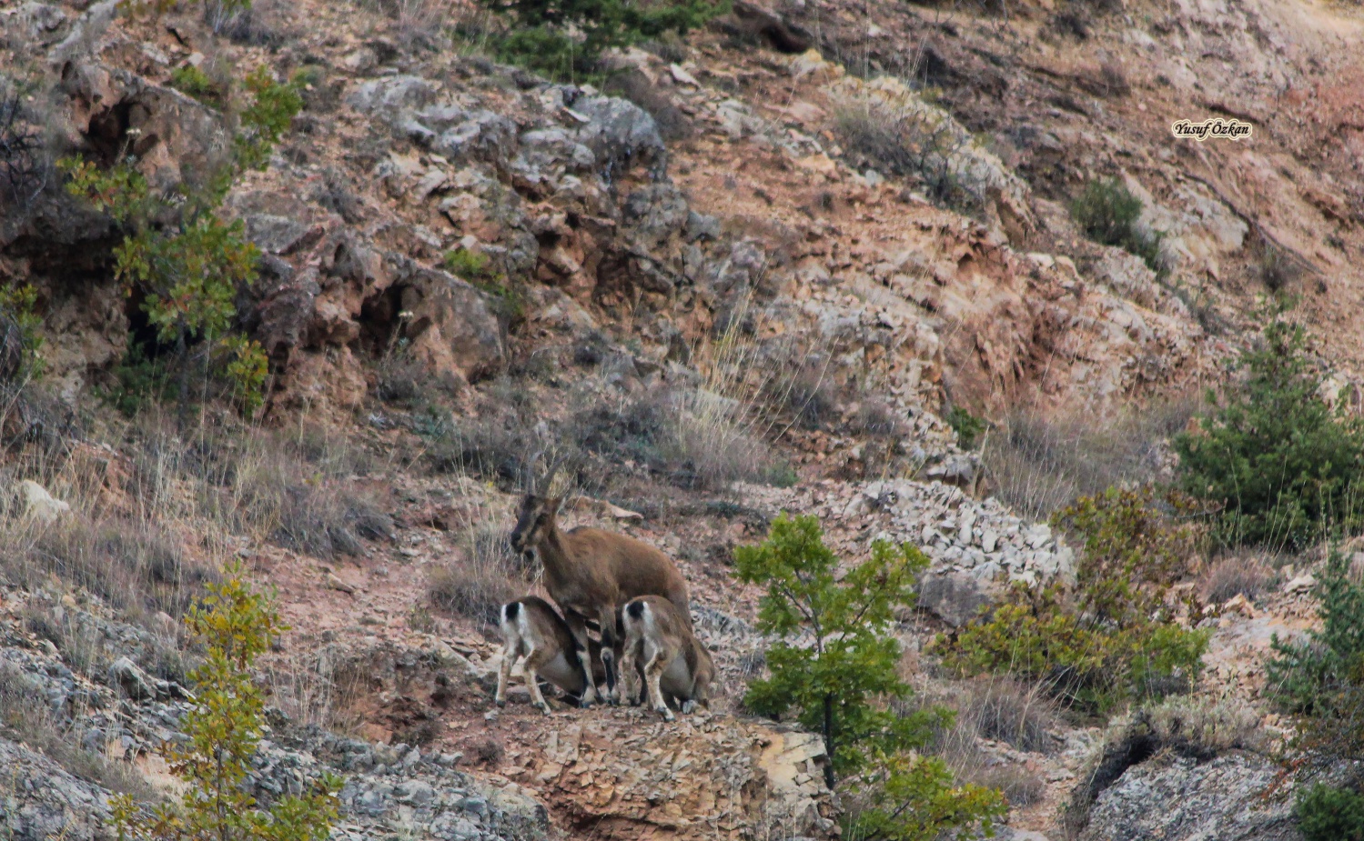 Gümüşhane dağlarının süsü olan Yaban Keçileri bu yıl ikiz yavruladı 4