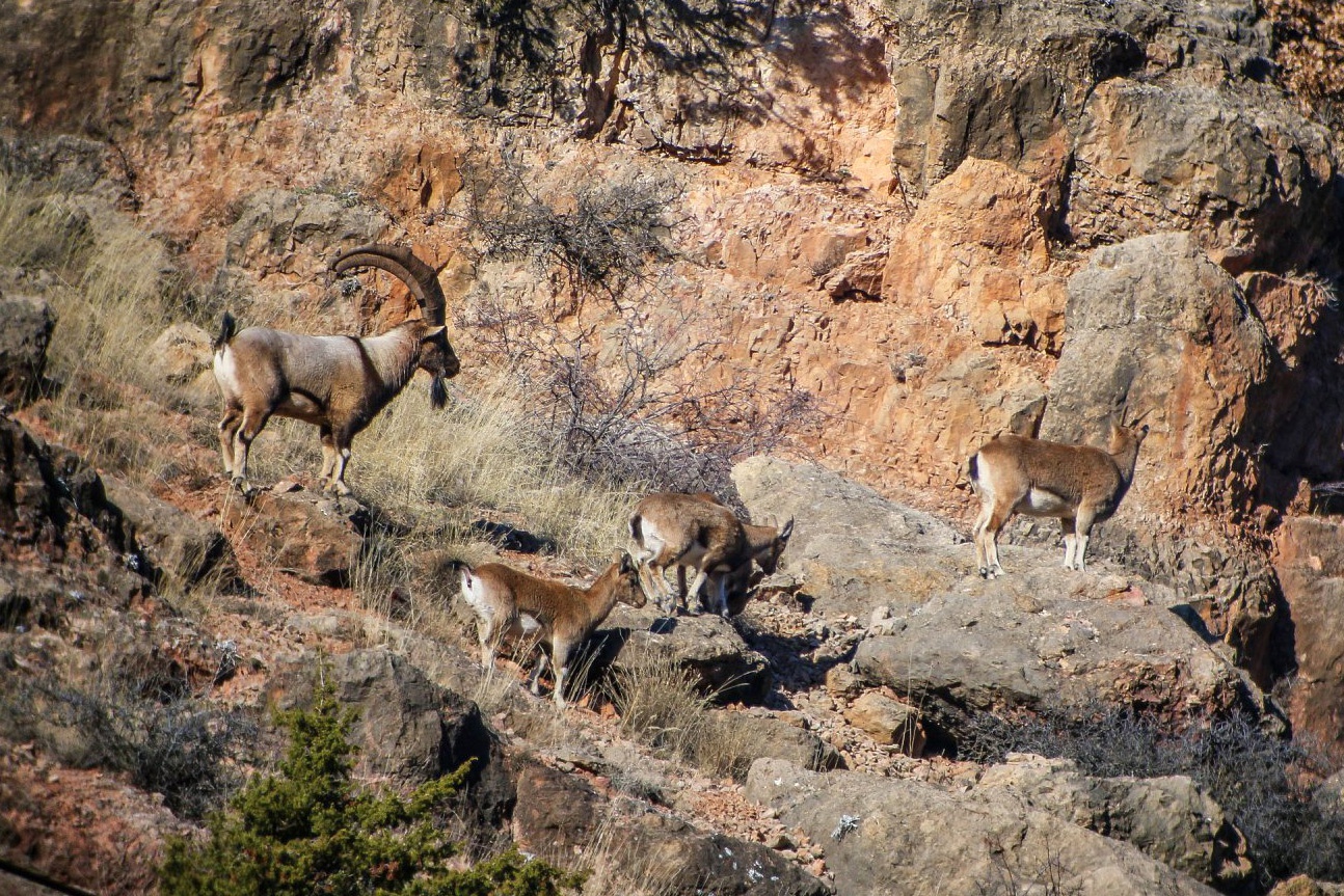 Gümüşhane dağlarının süsü olan Yaban Keçileri bu yıl ikiz yavruladı 2
