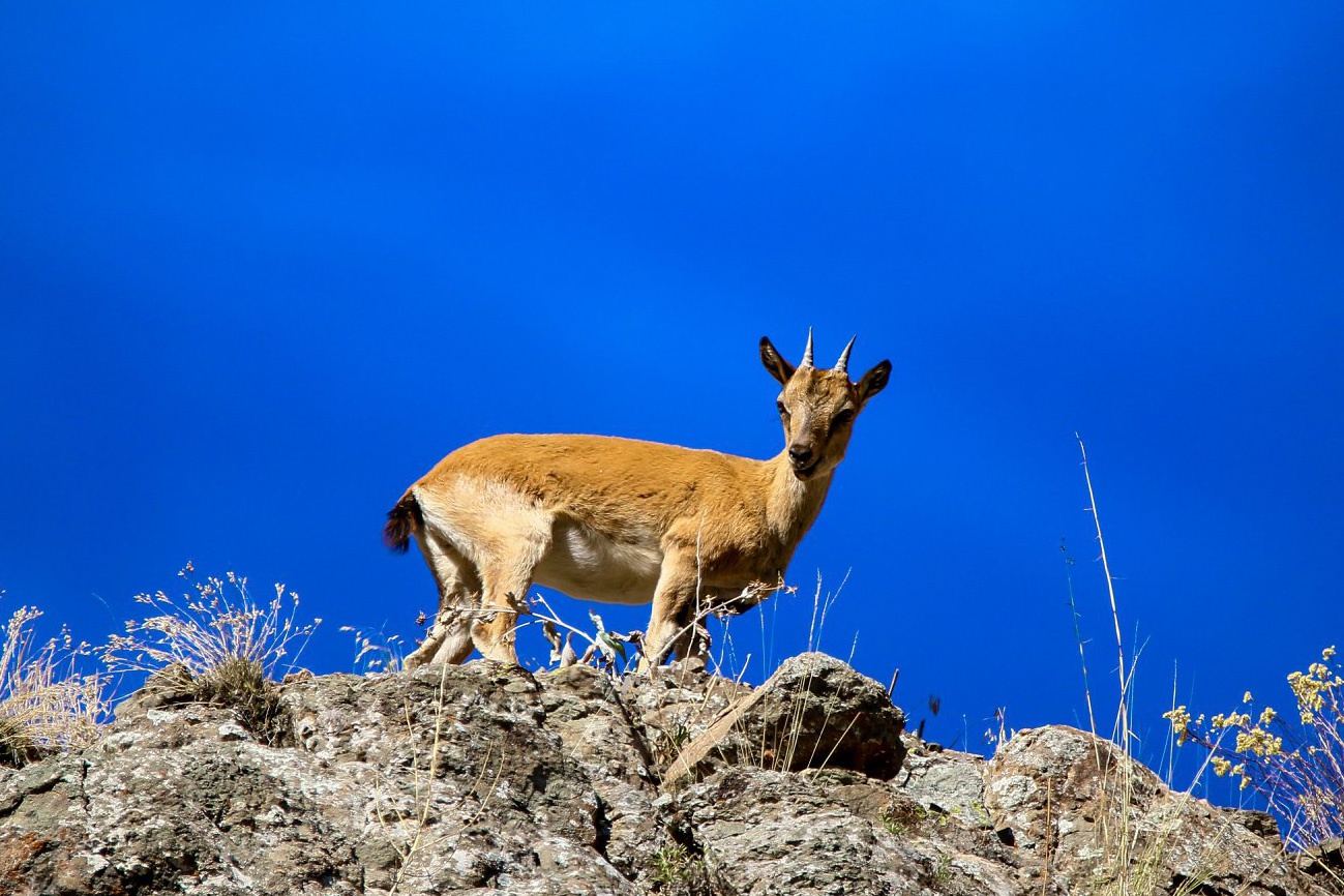 Gümüşhane dağlarının süsü olan Yaban Keçileri bu yıl ikiz yavruladı 5