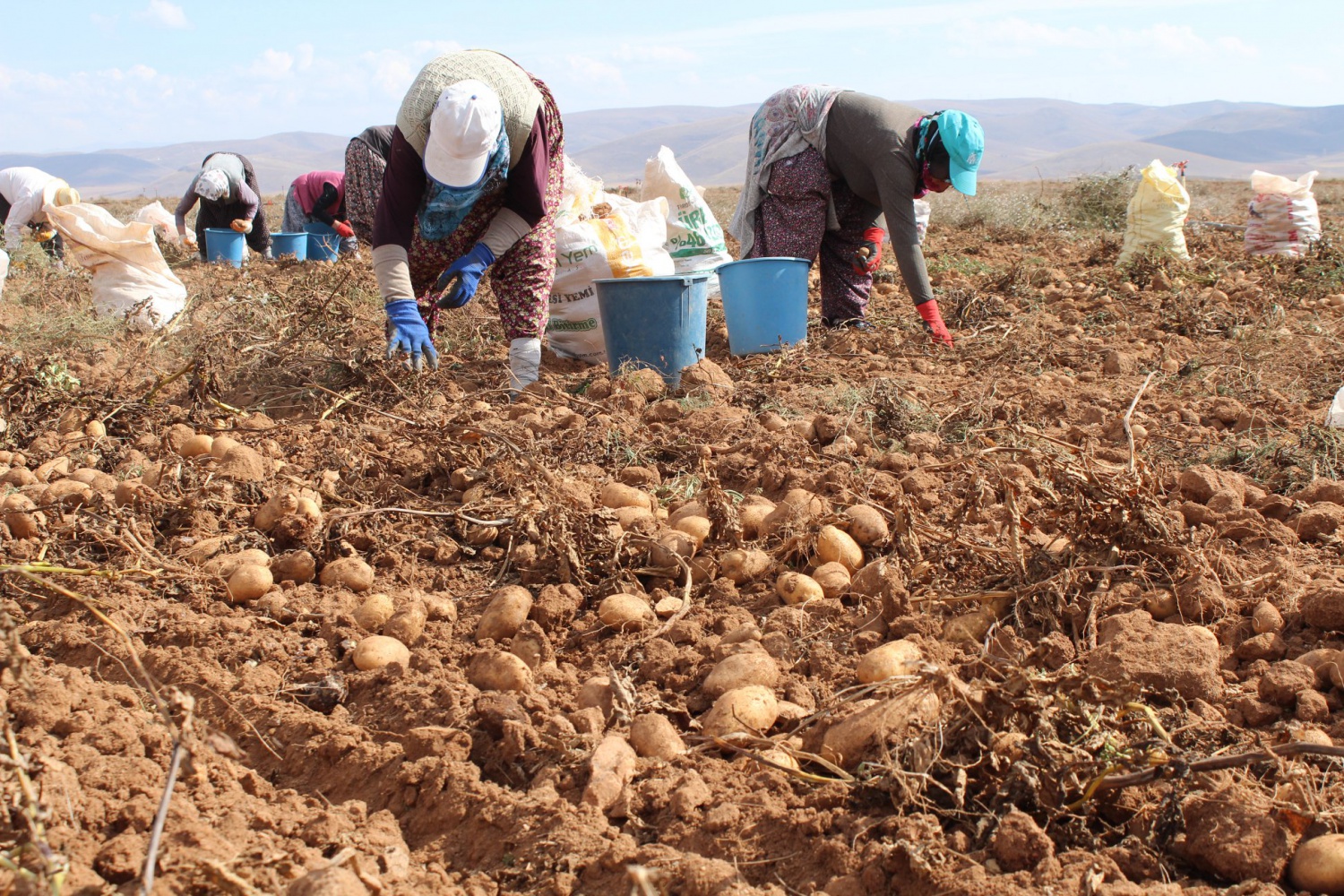 Köse’de topraklar suyla buluştu, verim kat be kat arttı 3