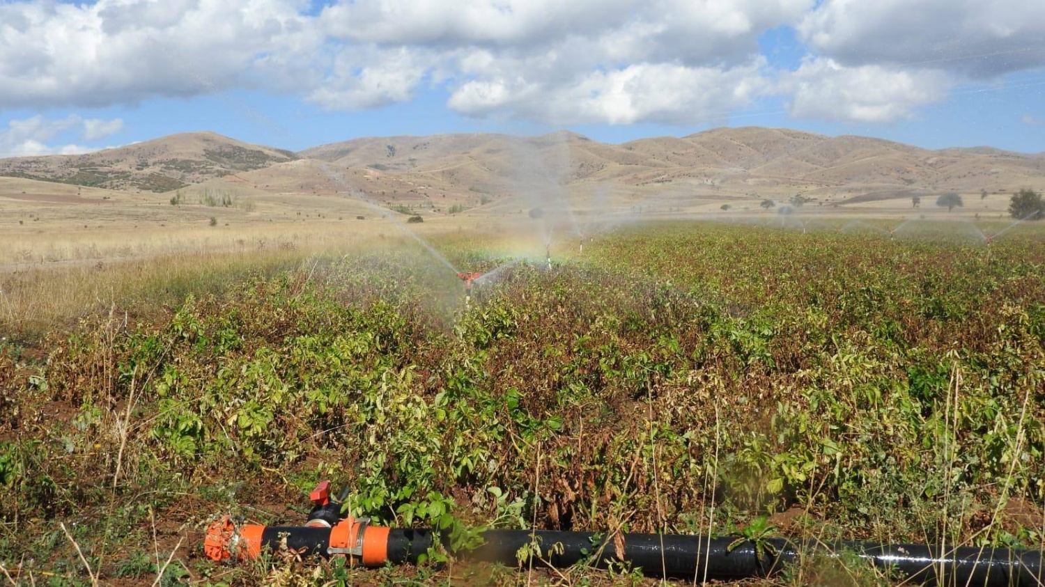 Köse’de topraklar suyla buluştu, verim kat be kat arttı 4