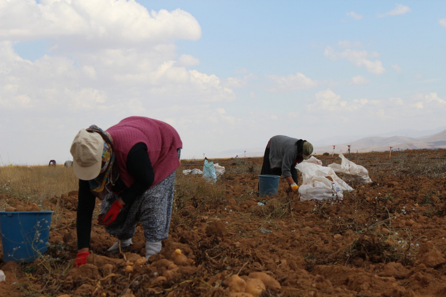 Köse’de topraklar suyla buluştu, verim kat be kat arttı 8