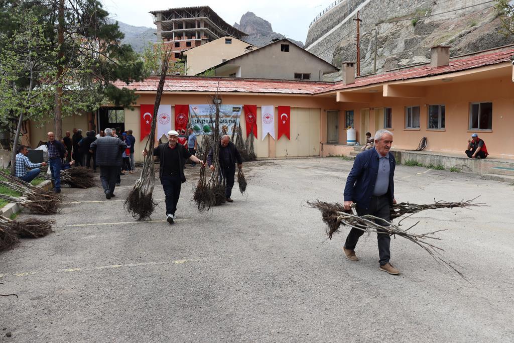 Gümüşhane’de üreticilere 11 bin 770 adet ceviz fidanı dağıtıldı 5