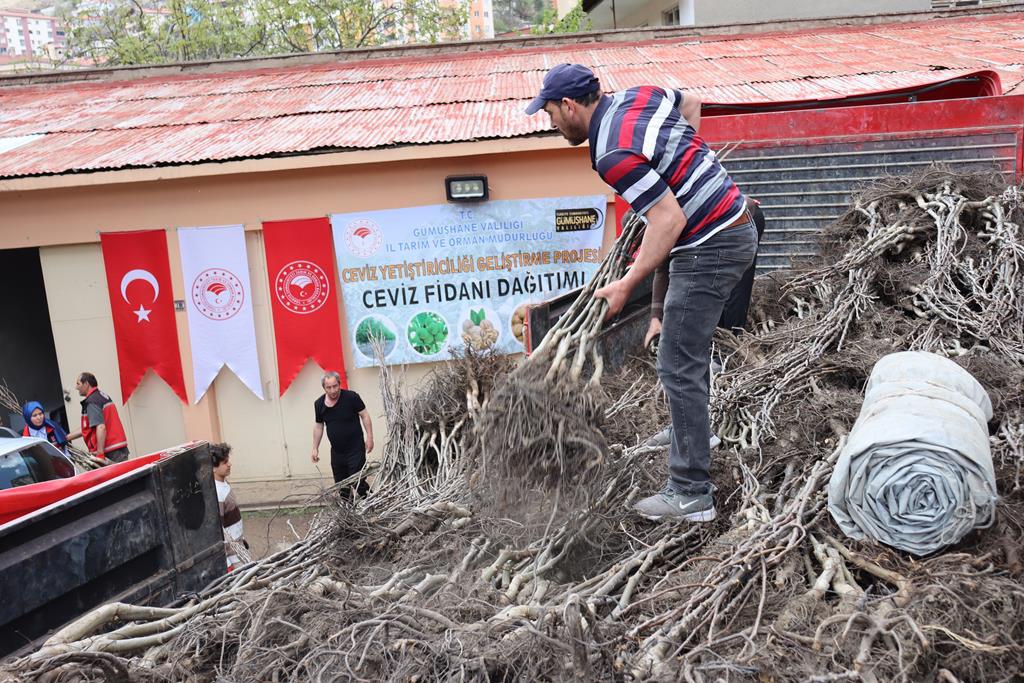 Gümüşhane’de üreticilere 11 bin 770 adet ceviz fidanı dağıtıldı 4