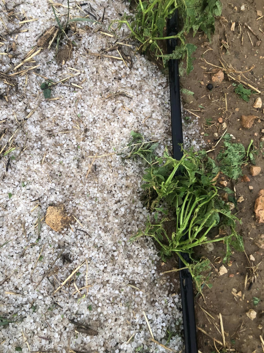 Sel bu kez Köse’yi vurdu 3