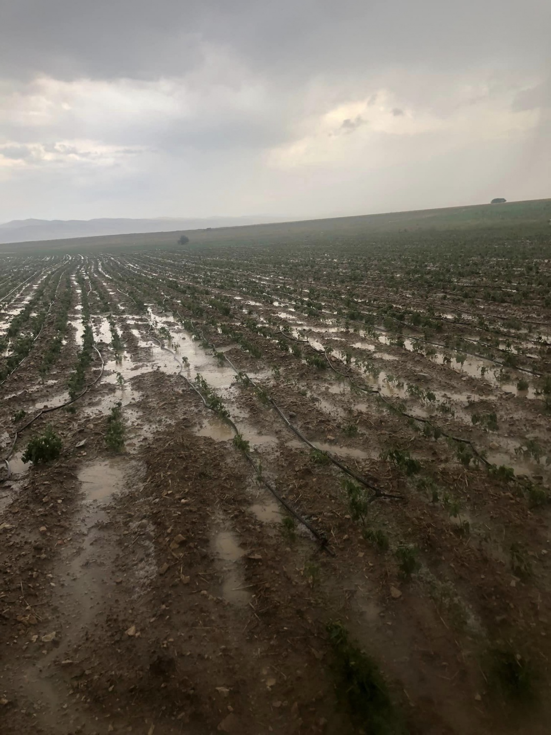 Sel bu kez Köse’yi vurdu 4