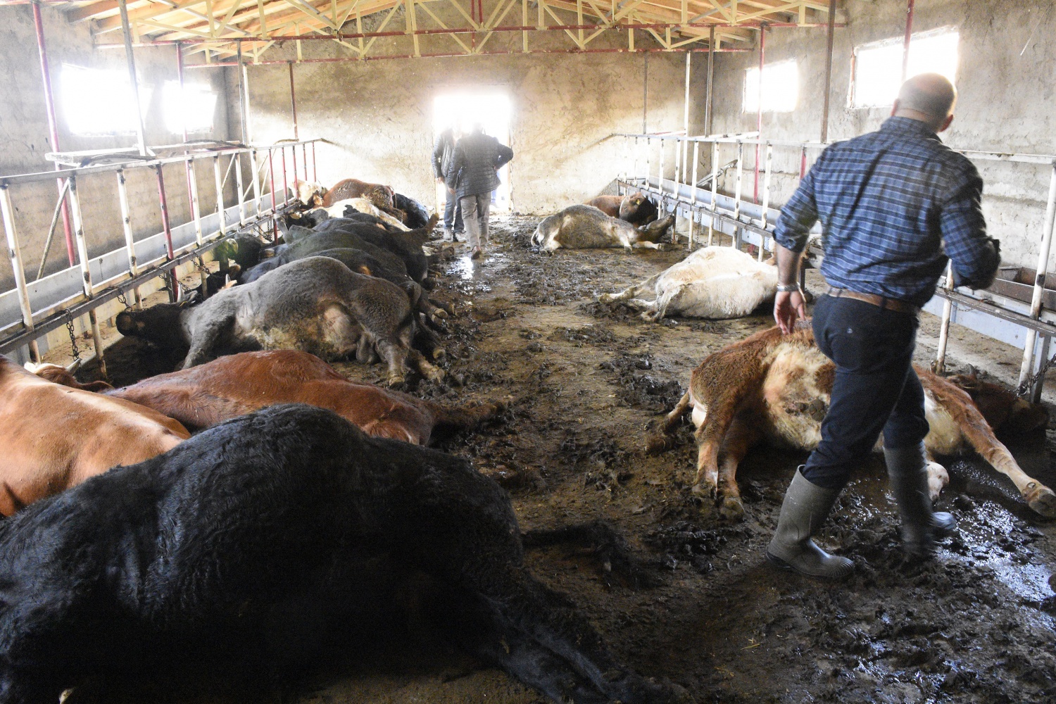 Gümüşhane’de 21 büyükbaş hayvan telef oldu 1