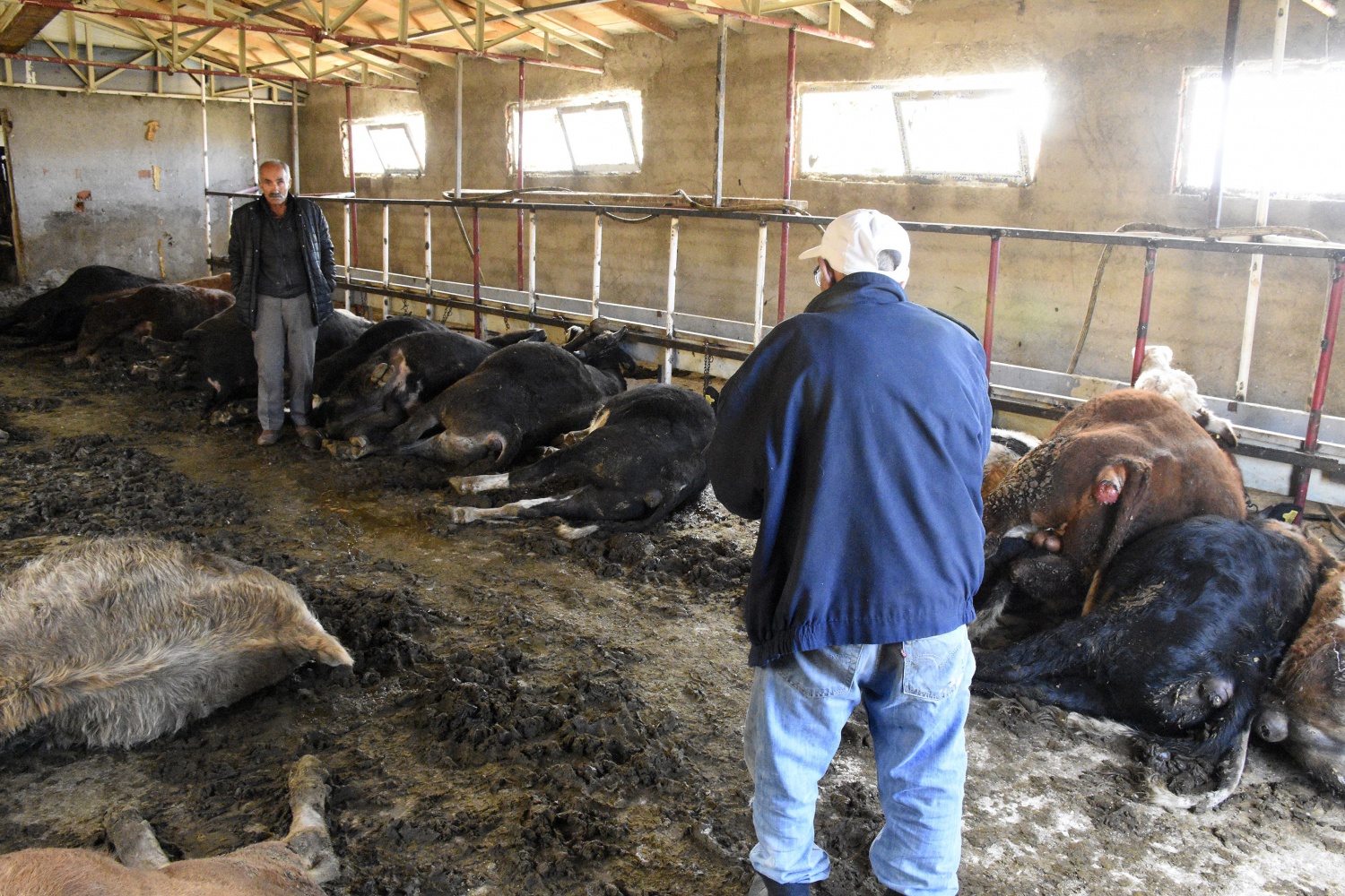 Gümüşhane’de 21 büyükbaş hayvan telef oldu 3