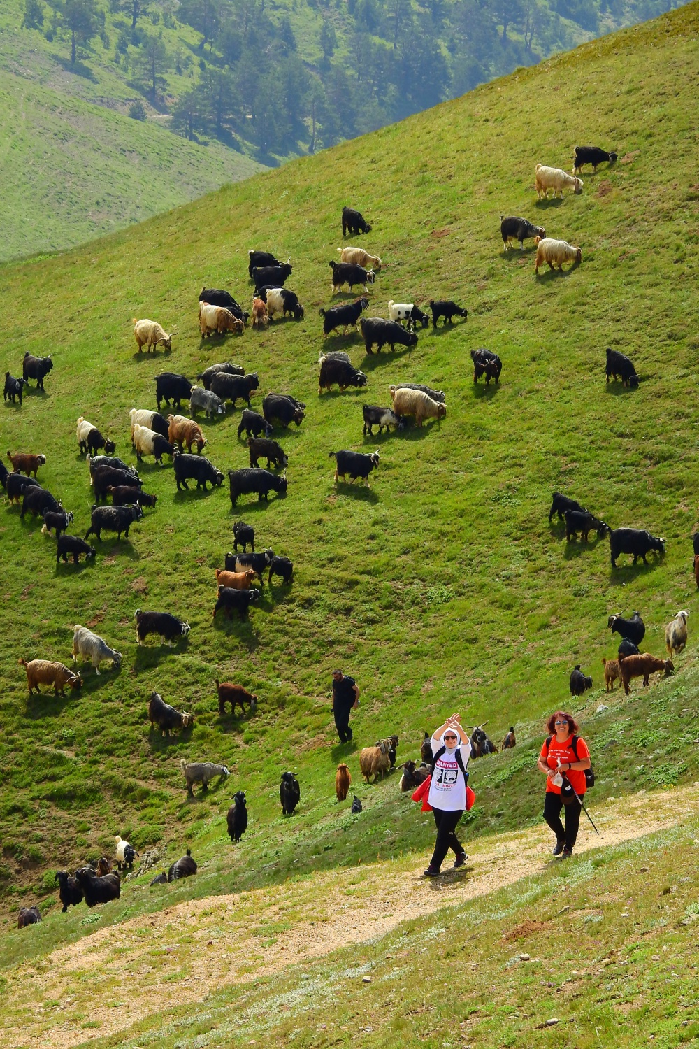Gümüşhaneli dağcılar Kadırga Yaylasına çıkarma yaptı 5