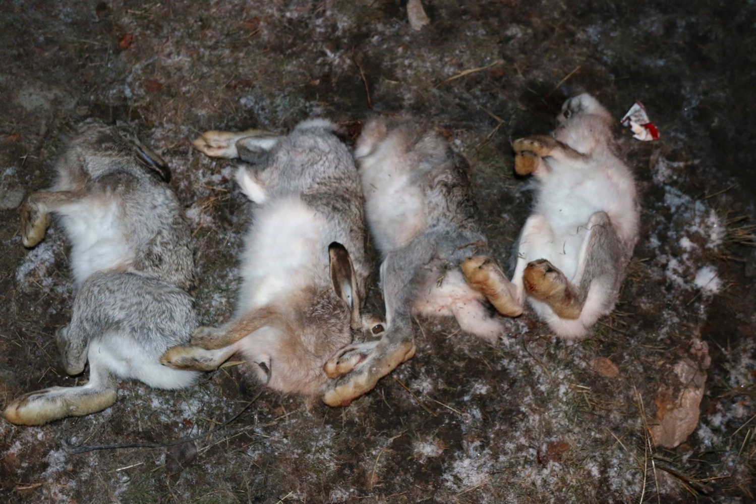 Gümüşhane'de gece 02'de kaçak avcılara suçüstü 3