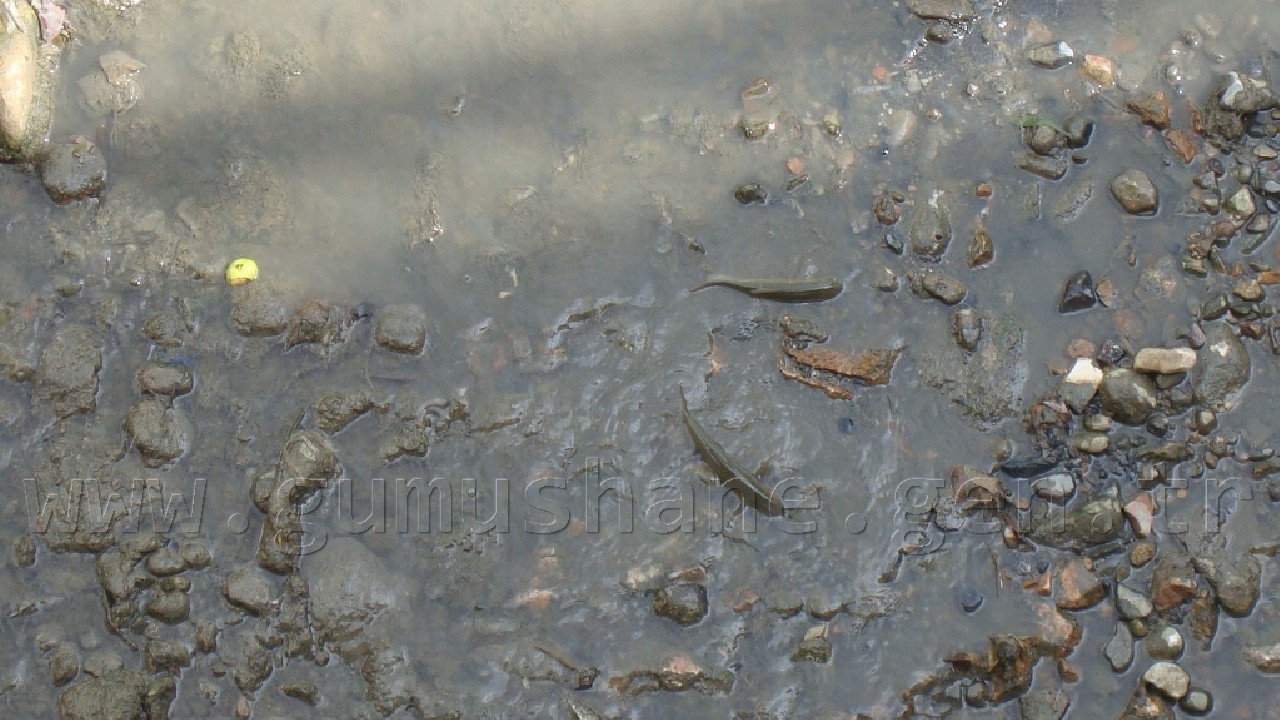 Harşit'te Katliam Devam Ediyor 1