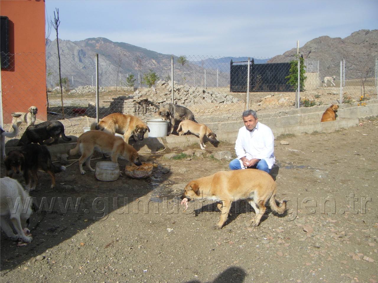 Sokak Köpekleri Yemek Artıklarıyla Besleniyor 4