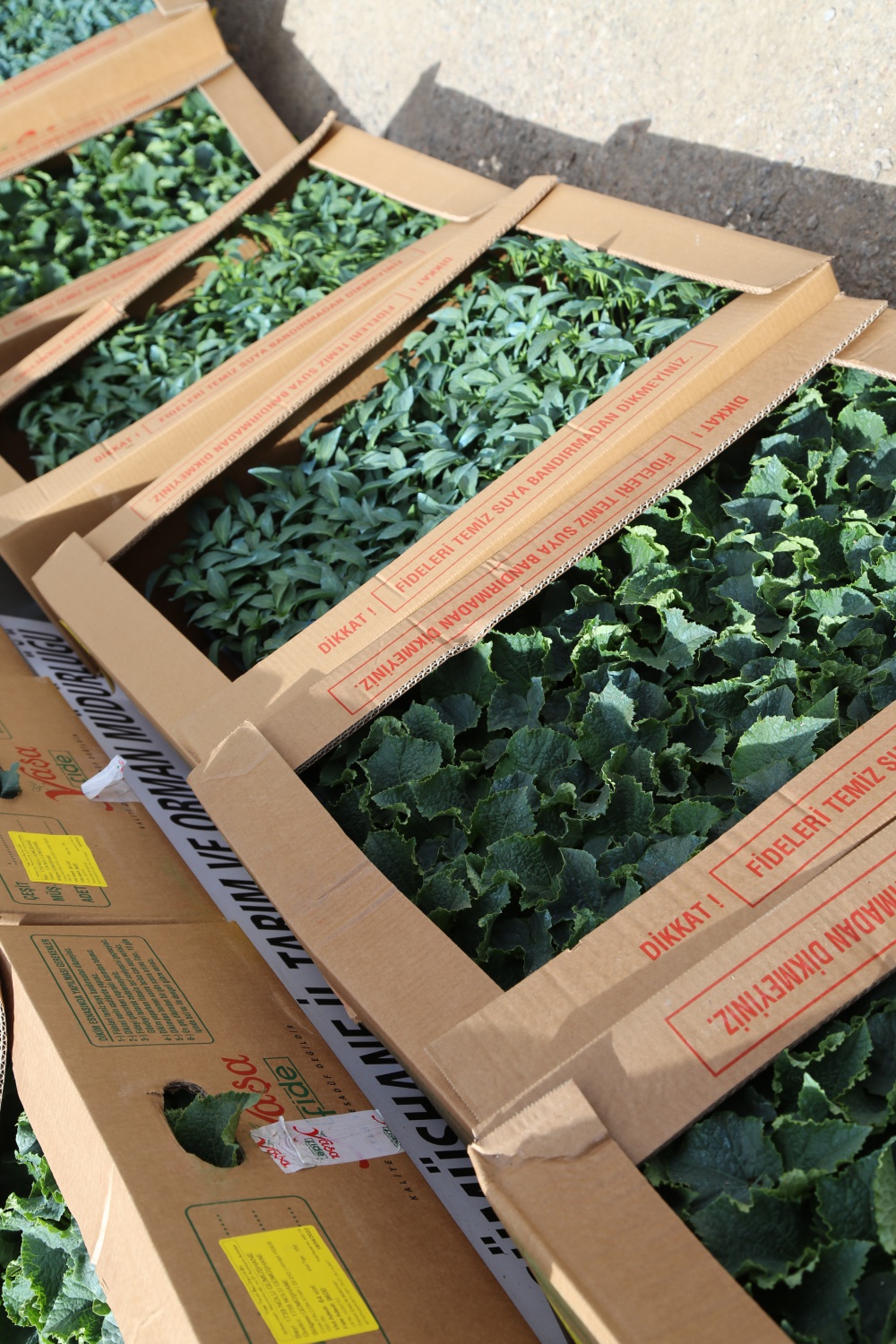 Gümüşhane’de üreticilere 150 bin sebze fidesi dağıtıldı 4