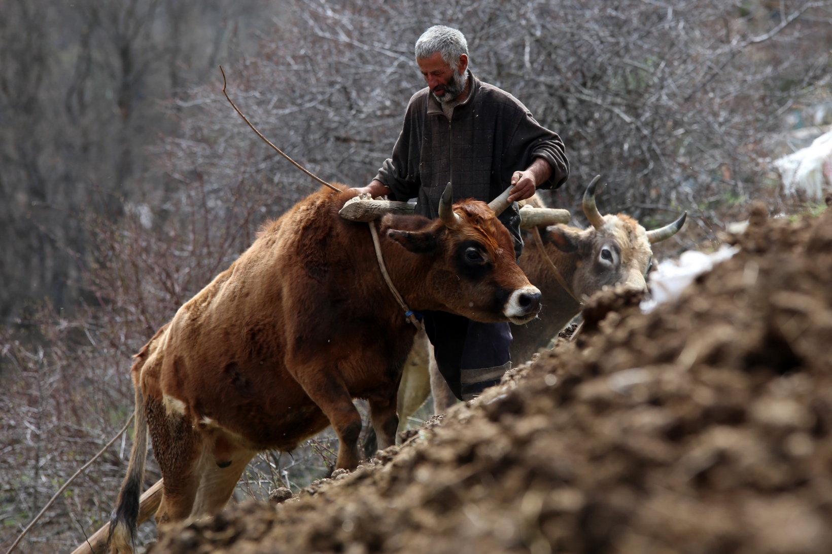 Zorlu şartlara rağmen karasaban ile üretime devam ediyorlar 9