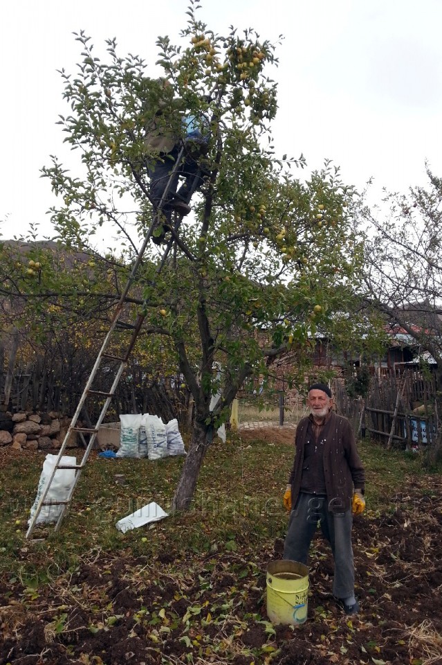 Gümüşhane'de Elma Hasadı Başladı 4
