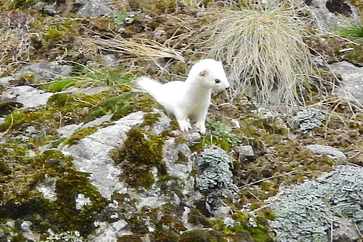 Beyaz Gelincik Gümüşhane’de de görüntülendi 1