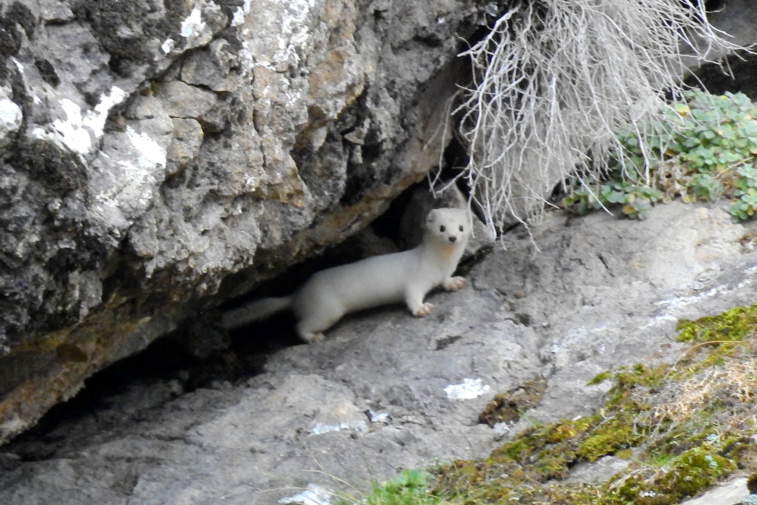 Beyaz Gelincik Gümüşhane’de de görüntülendi 5