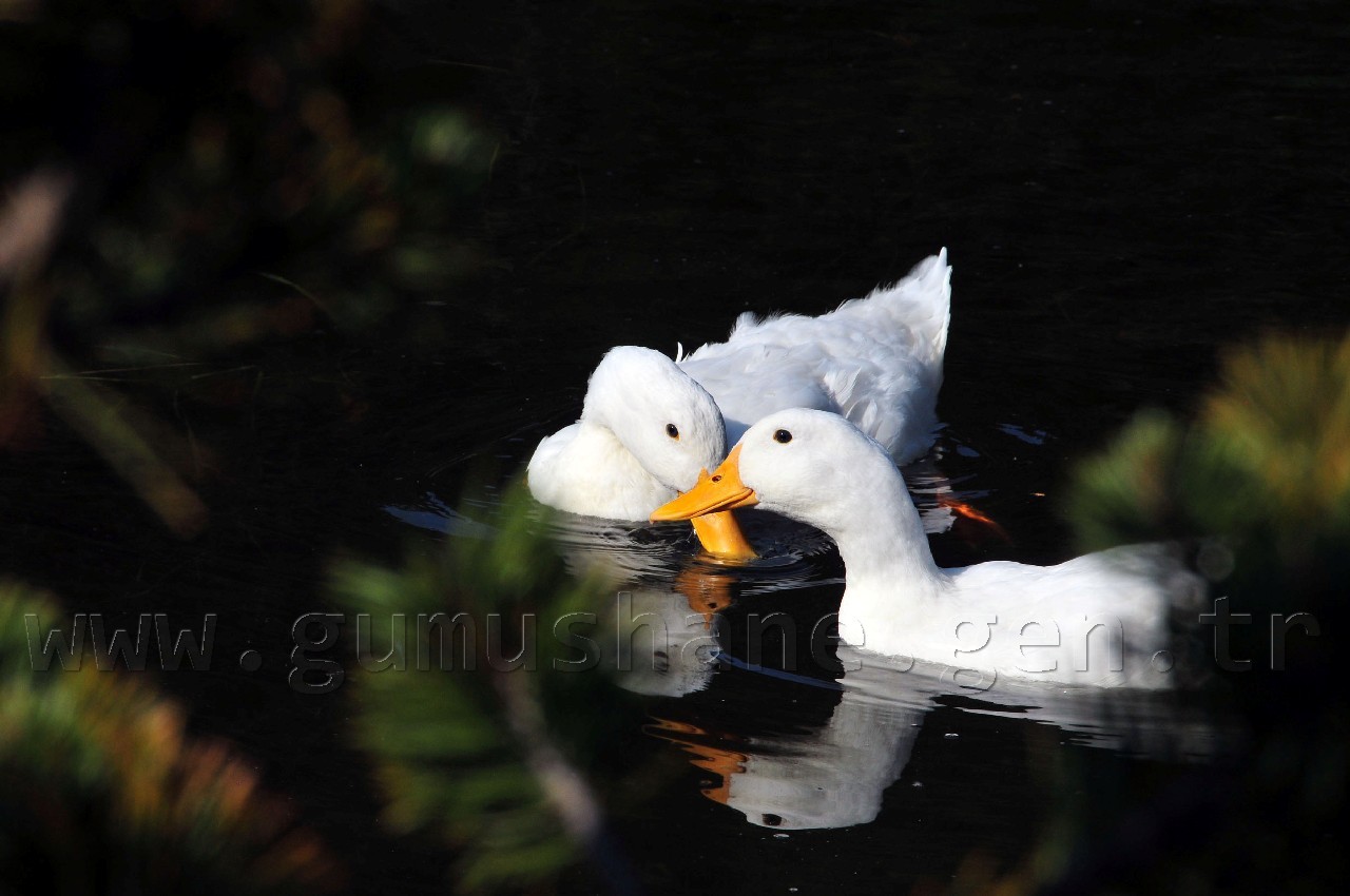 Limni Gölüne Ahşap Kır Evleri Yapılacak 4