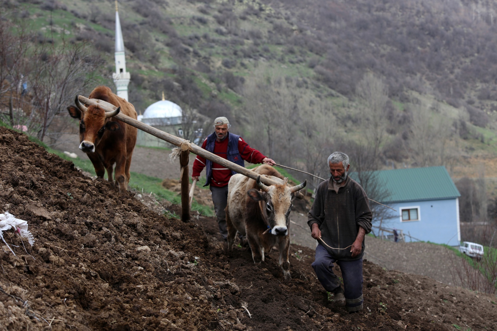 Zorlu şartlara rağmen karasaban ile üretime devam ediyorlar 1