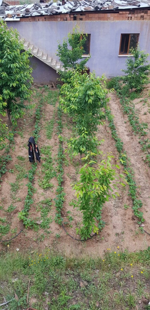 Gümüşhane’de çilek üretimi yaygınlaşıyor 16
