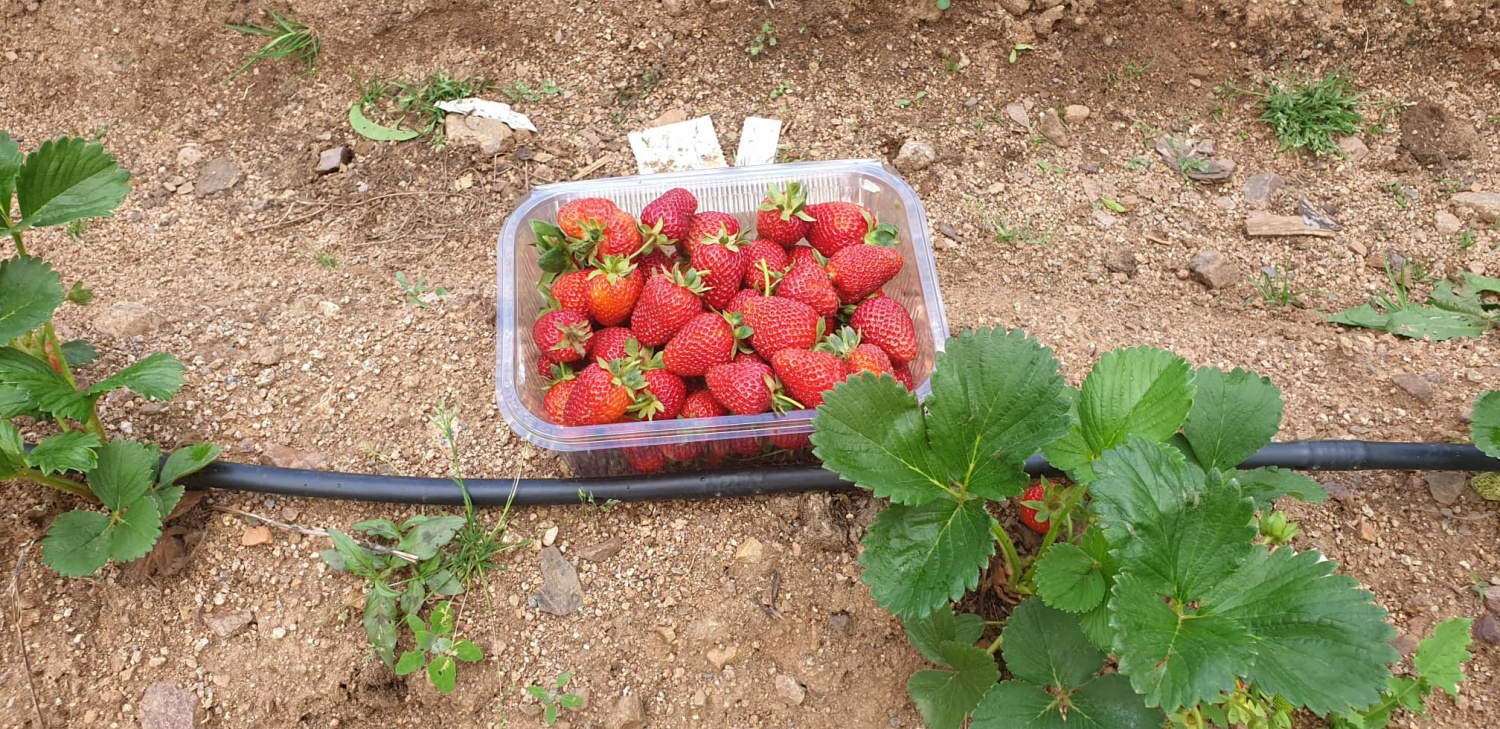 Gümüşhane’de çilek üretimi yaygınlaşıyor 6