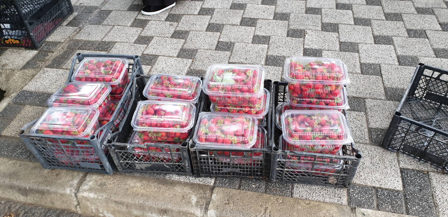 Gümüşhane’de çilek üretimi yaygınlaşıyor 8