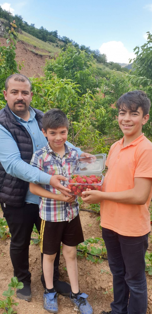 Gümüşhane’de çilek üretimi yaygınlaşıyor 15