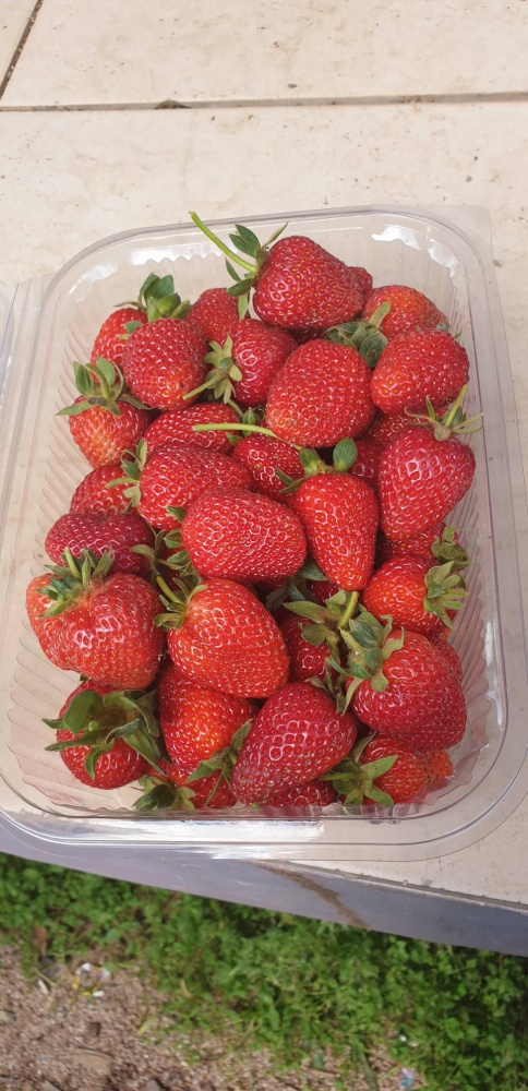 Gümüşhane’de çilek üretimi yaygınlaşıyor 1