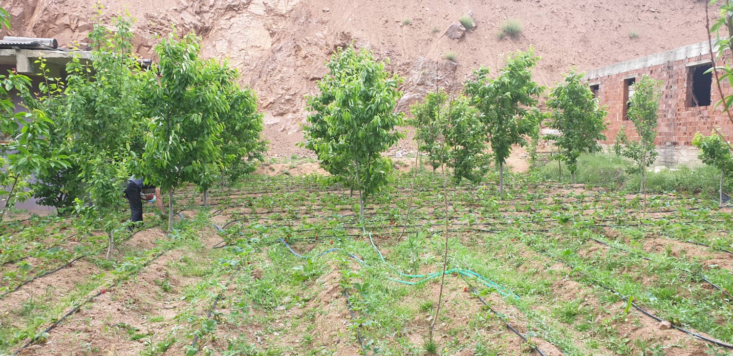 Gümüşhane’de çilek üretimi yaygınlaşıyor 10
