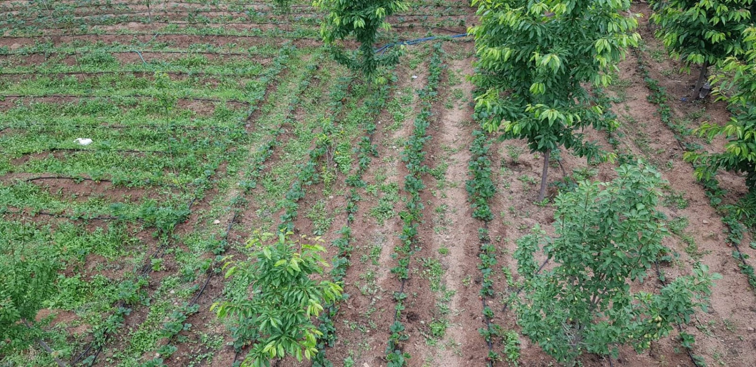 Gümüşhane’de çilek üretimi yaygınlaşıyor 4