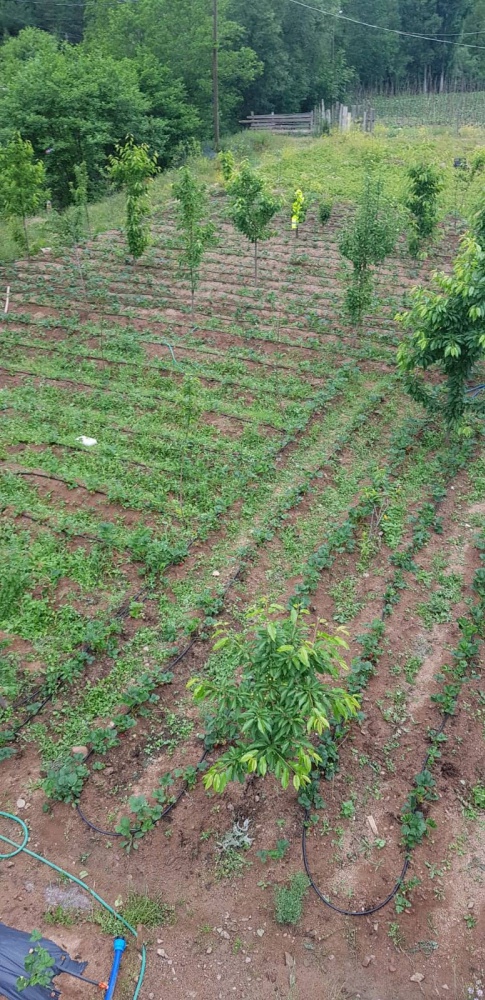 Gümüşhane’de çilek üretimi yaygınlaşıyor 13