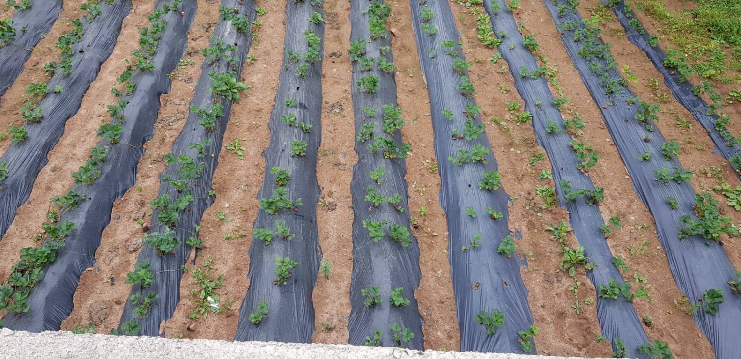 Gümüşhane’de çilek üretimi yaygınlaşıyor 2