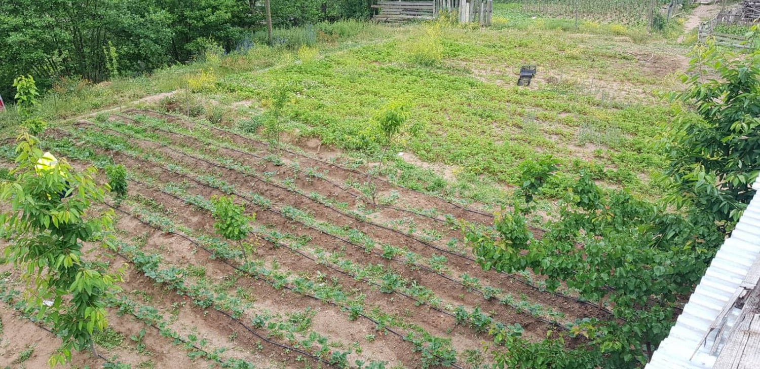 Gümüşhane’de çilek üretimi yaygınlaşıyor 9
