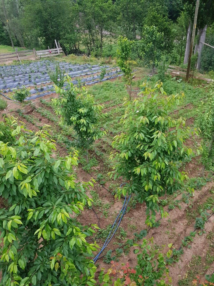 Gümüşhane’de çilek üretimi yaygınlaşıyor 7