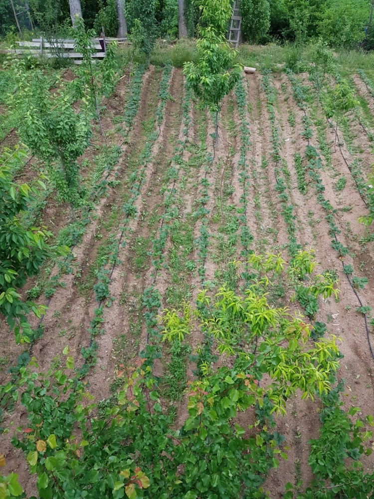 Gümüşhane’de çilek üretimi yaygınlaşıyor 3