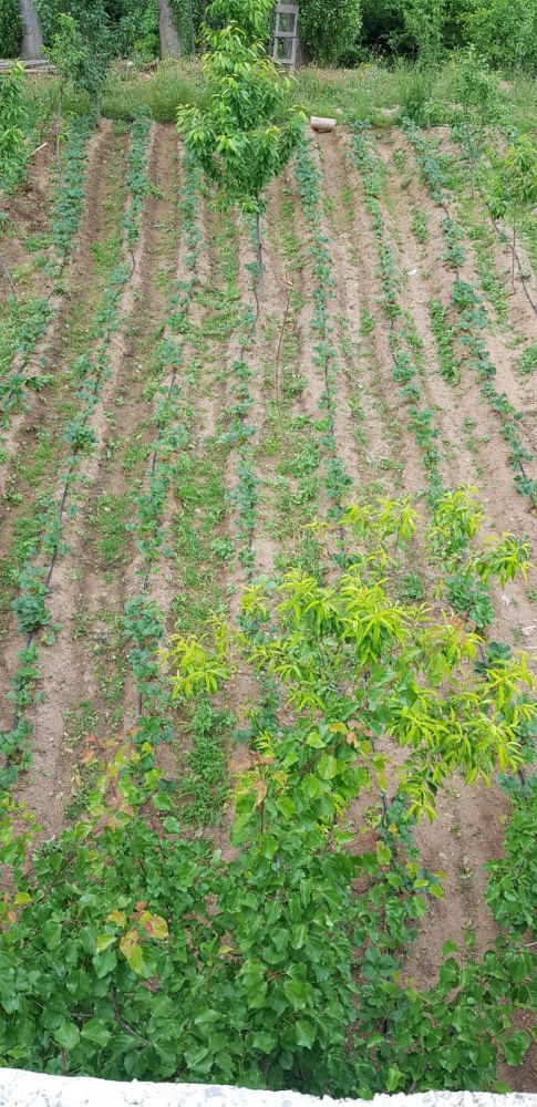 Gümüşhane’de çilek üretimi yaygınlaşıyor 11